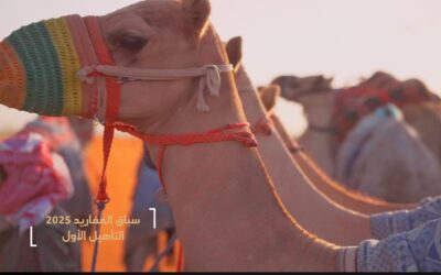 سباق المفاريد 2025